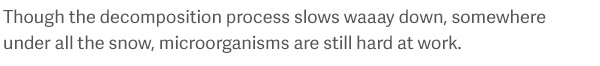 Though the decomposition process slows waaay down, somewhere under all the snow, microorganisms are still hard at work.