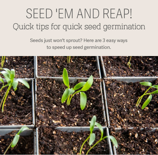 Seed 'em and reap! Quick tips for quick seed germination - Seeds just won't sprout? Here are 3 easy ways to speed up seed germination pictured: seedlings sprouted in a galvanized steel seed tray