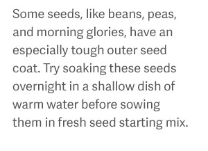 Some seeds, like beans, peas, and morning glories, have an especially tough outer seed coat. Try soaking these seeds overnight in a shallow dish of warm water before sowing them in fresh seed starting mix.