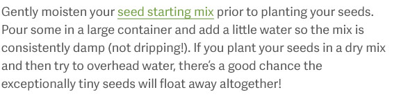Gently moisten your seed starting mix prior to planting your seeds. Pour some in a large container and add a litter water so the mix is consistently damp (not dripping!). If you plant your seeds in a dry mix and then try to overhead water, there's a good chance the exceptionally tiny seeds will float away altogether!
