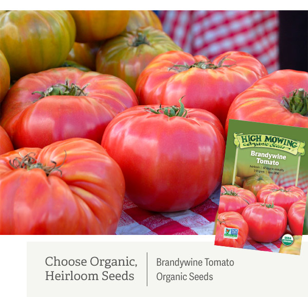 Choose Organic, Heirloom Seeds - Pictured: Brandywine Tomato Organic Seeds