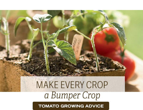 Make Every Crop a Bumper Crop - Read Tomato Growing Advice