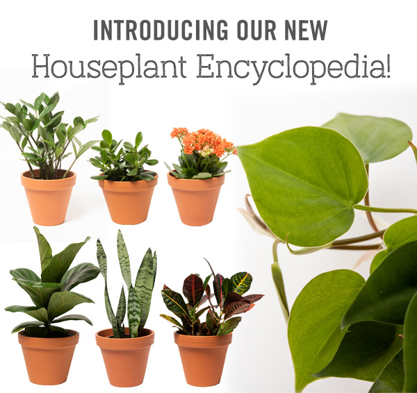 Introducing Our New Houseplant Encyclopedia!