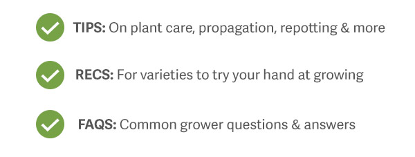 Tips: On Plant care, propagation, repotting & more. Recs: For varieties to try your hand at growing. FAQs: Common grower questions & answers