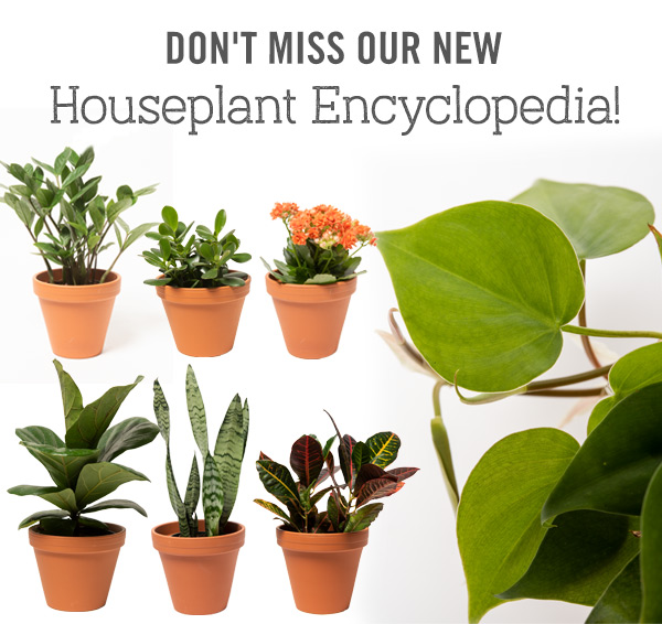 Don't Miss Our New Houseplant Encyclopedia!