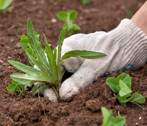 Pictured: Gardener pulling a weed from the soil