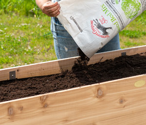 Pictured: Gardener adding two inches of compost to a raised bed
