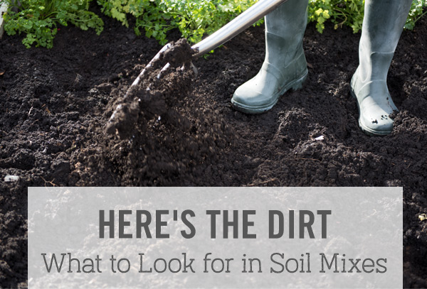Here's the dirt - What to look for in soil mixes