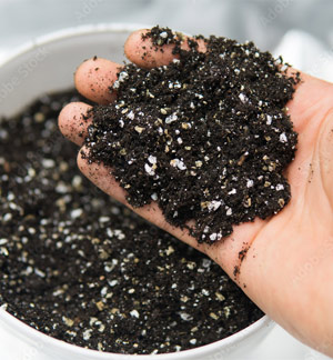 Pictured: A hand picking up soil with perlite