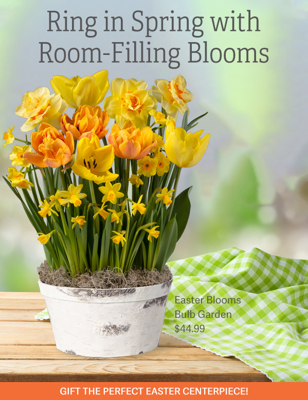 Ring in Spring with Room-Filling Blooms Pictured: Easter Blooms Bulb Garden $44.99 - Gift the Perfect Easter Centerpiece!
