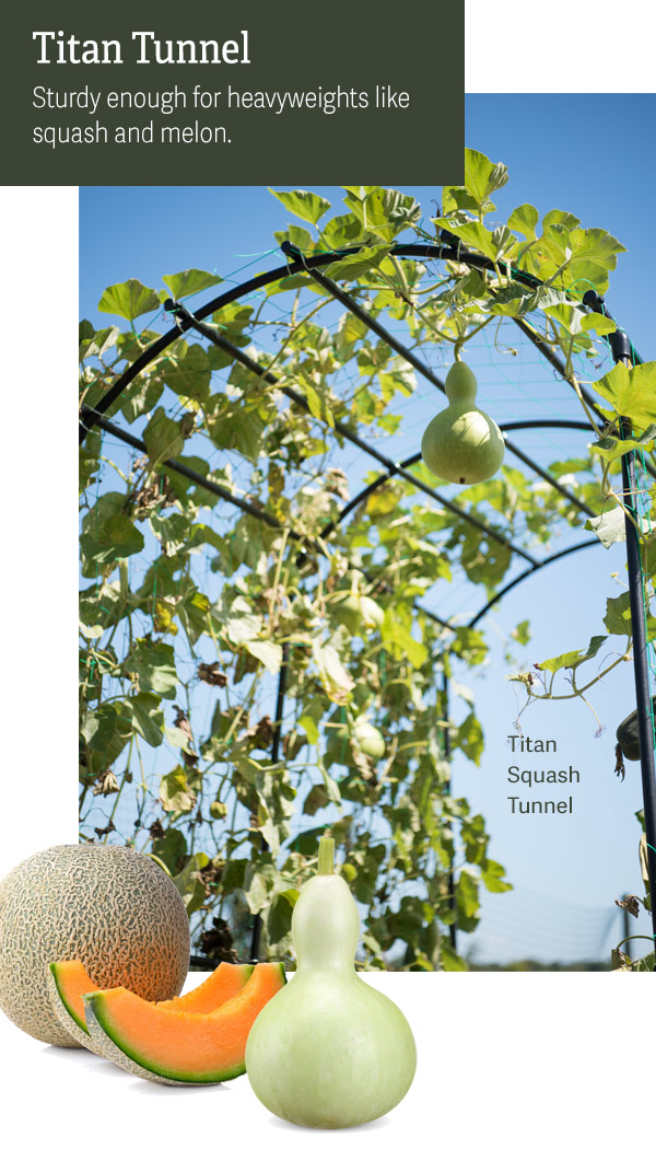Titan Tunnel Sturdy enough for heavyweights like squash and melon. Pictured: Titan Squash Tunnel