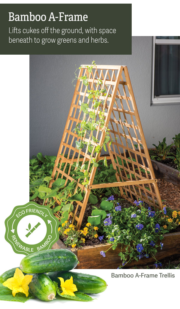 Bamboo A-Frame Lifts cukes off the ground, with space beneath to grow greens and herbs. Pictured: Bamboo A-Frame Trellis