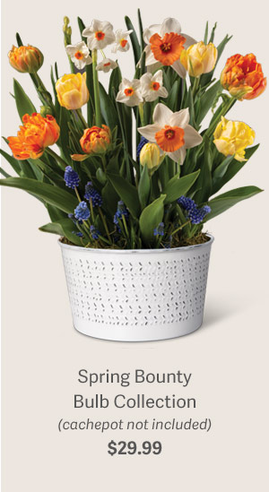 Spring Bounty Bulb Collection (cachepot not included) $29.99