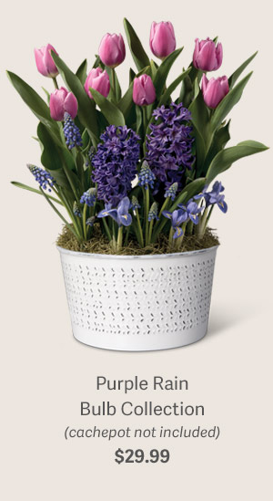 Purple Rain Bulb Collection (cachepot not included) $29.99