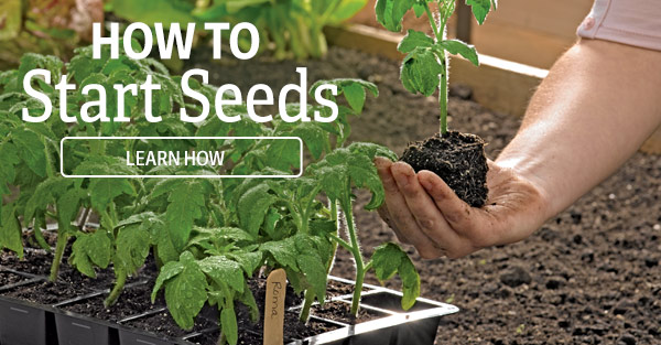 How to Start Seeds - Learn How