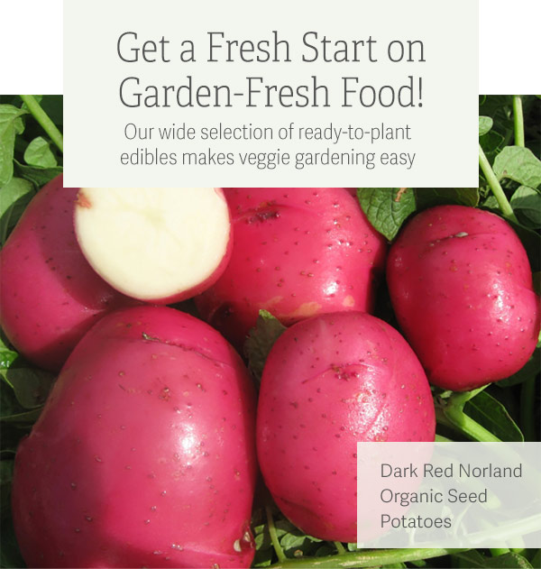 Get a Fresh Start on Garden-Fresh Food! Our wide selection of ready-to-plant edibles makes veggie gardening easy - Pictured: Dark Red Norland Organic Seed Potatoes
