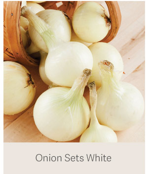 Onion Sets White