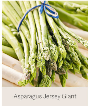 Asparagus Jersey Giant