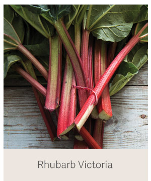 Rhubarb Victoria