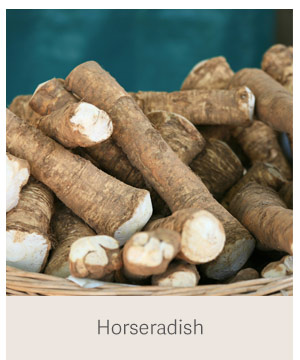 Horseradish
