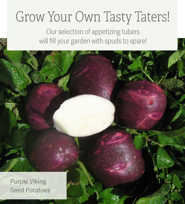 Grow Your Own Tasty Taters! Our selection of appetizing tubers will fill your garden with spuds to spare! Pictured; Purple Viking Seed Potates