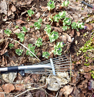 Pictured: A rake over a garden with sedum poking through the leaves