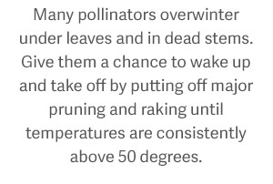 Many pollinators overwinter under leaves and in dead stems. Give them a chance to wake up and take off by putting off major pruning and raking until temperatures are consistently above 50 degrees