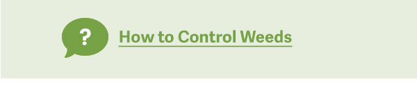 How to Control Weeds