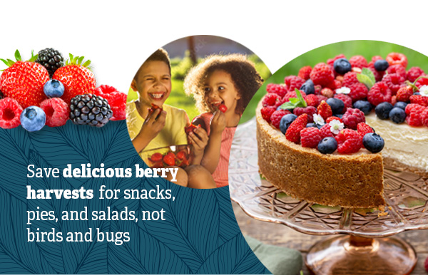 Save delicious berry harvests for snacks, pies, and salads, not birds and bugs