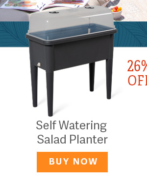 26% OFF - Self-Watering Salad Planter - BUY NOW