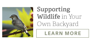 Supporting Wildlife in Your Own Backyard - LEARN MORE