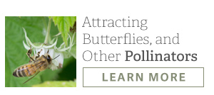 Attracting Butterflies and Other Pollinators