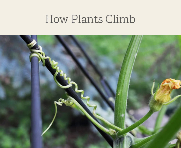 How Plants Climb