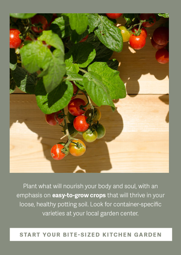 Plant what will nourish your body and soul, with an emphasis on easy-to-grow crops that will thrive in your loose, healthy potting soil. Look for container-specific varieties at your local garden center. Start Your Bite-Sized Kitchen Garden
