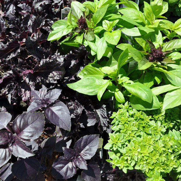 Pictured: Basil