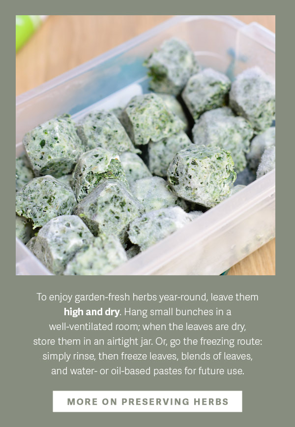 To enjoy garden-fresh herbs year-round, leave them high and dry. Hang small bunches in a well-ventilated room; when the leaves are dry, store them in an airtight jar. Or, go the freezing route: simply rinse, then freeze leaves, blends of leaves, and water- or oil-based pastesfor future use. More on Preserving Herbs