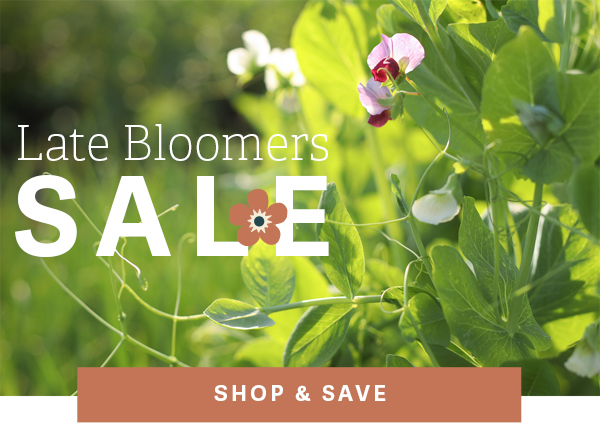 Late Bloomers Sale - SHOP & SAVE