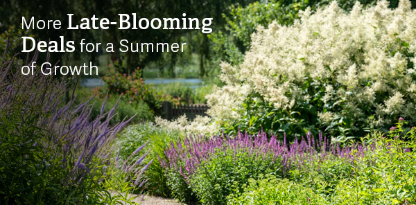 More Late-Blooming Deals for a Summer of Growth