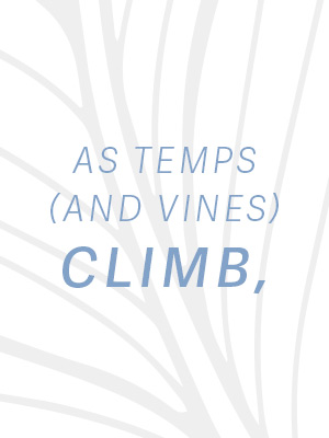 As Temps (and vines) climb,