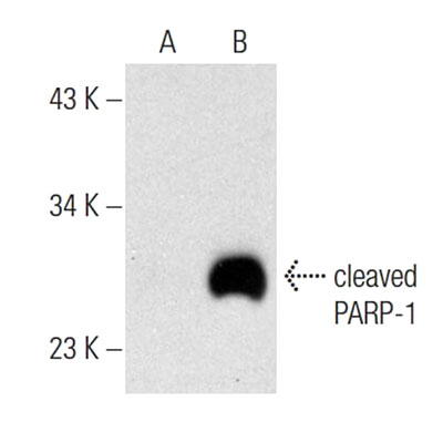 Cdc7 Cdk9 Inhibitor