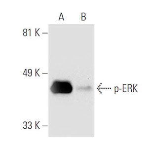 Raf Kinase
