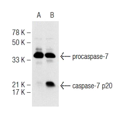 Staurosporine