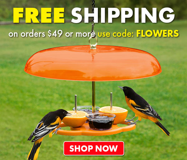 Free Shipping for Orders $49 or More.