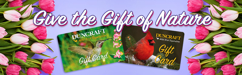 Purchase a Gift Card!