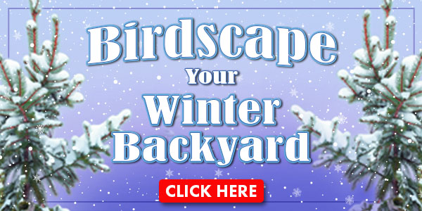 Birdscape Your Winter Backyard!