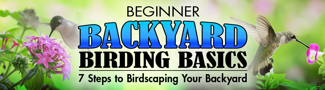Beginner Birding Basics! 7 Steps to Birdscaping Your Backyard!