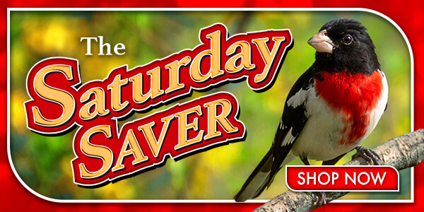 Shop & Save on Select Bird Feeding Essentials!