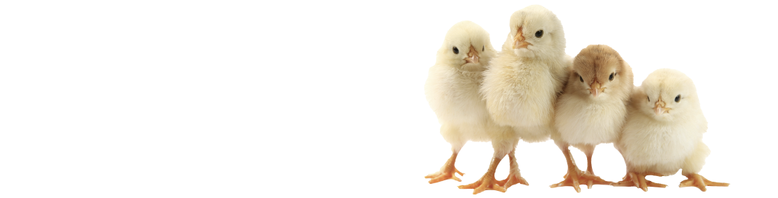 Chicken Learning Center