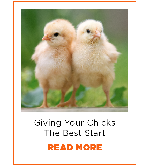 Giving Your Chicks the Best Start. Read More.