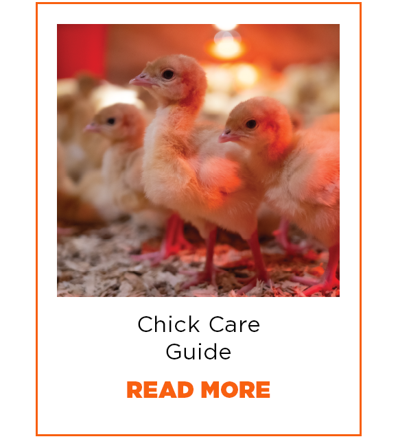 Chick Care Guide. Read More.